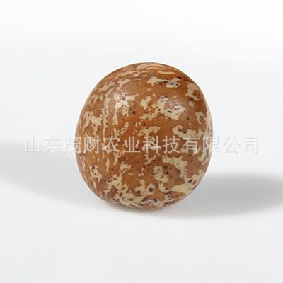 发芽麻豌豆加拿大1号水培豌豆苗龙须菜 芽苗菜种子阳台种菜 500g图4