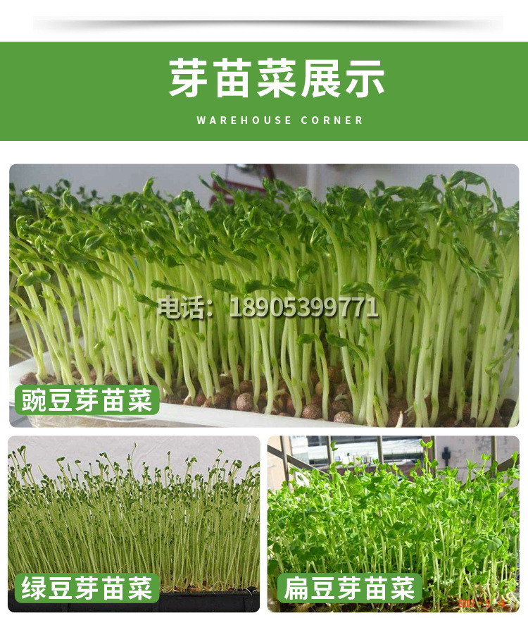 麻豌豆详情_15