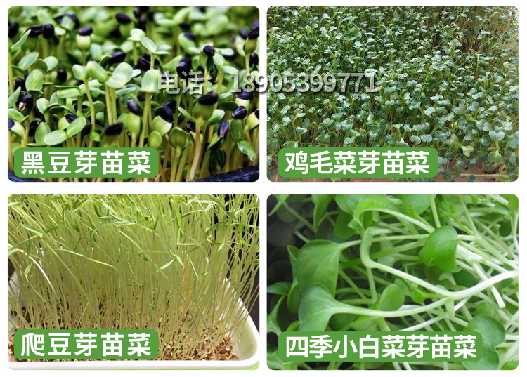 麻豌豆详情_16