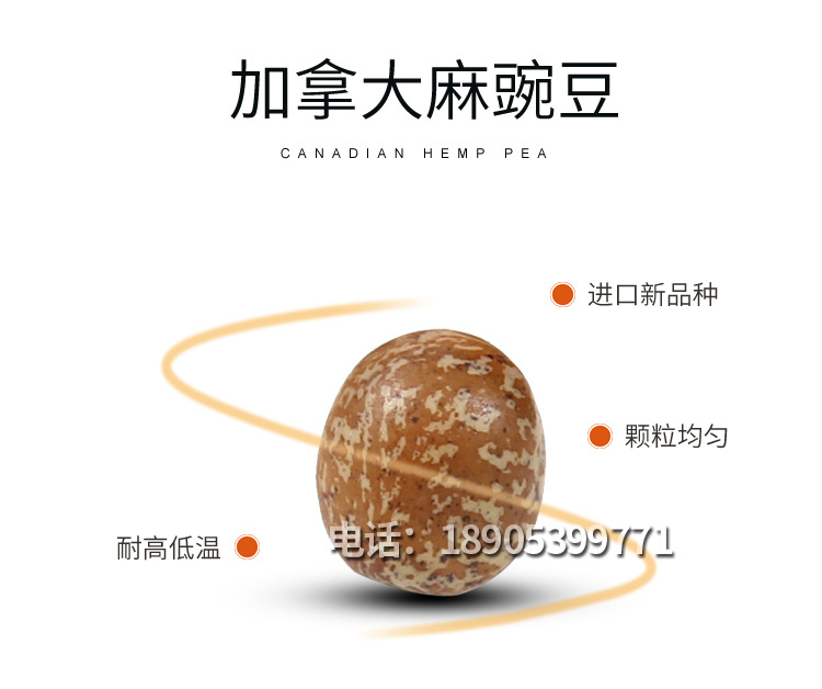麻豌豆详情_05
