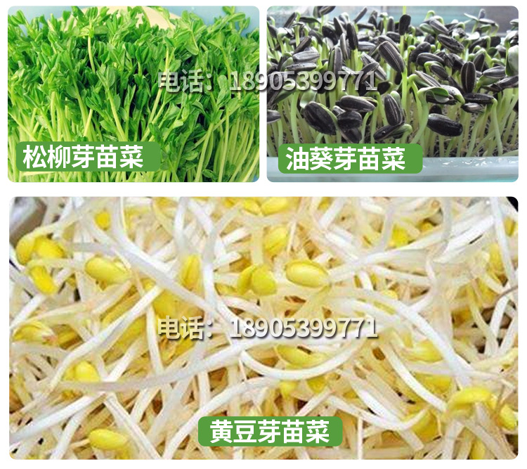 麻豌豆详情_17