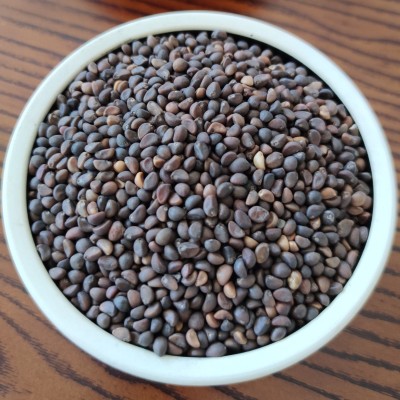 泰国柳叶空心菜蔬菜盆栽芽苗菜种子空心菜水培芽苗菜种子一件一斤图2