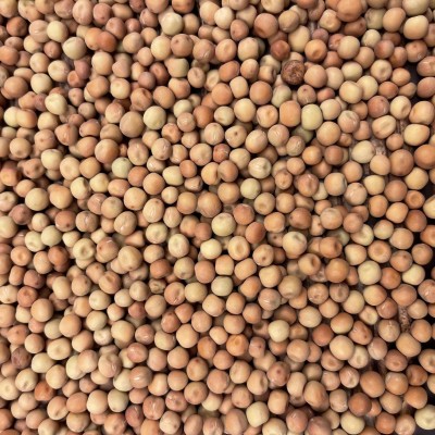 批发红玉豌豆种子 水培豌豆芽苗菜种子澳洲红麻豌豆种子 量大价优图5