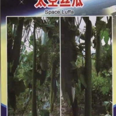 厂家批发太空长丝瓜20粒/袋