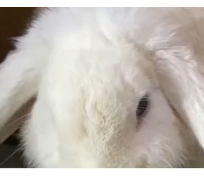 兔肉的秘密：营养、美味与养殖的背后故事