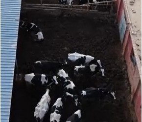 奶牛养殖关键技术