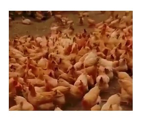 肉鸡养殖运用益生菌提高饲料利用率，降低养殖成本，改善肉质