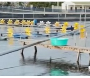 水产养殖中，水质恶化！有7个紧急处理技巧！