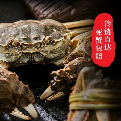 水产大闸蟹 水产现货海鲜螃蟹鲜活一件代发批发跨境批发现货鲜活图2