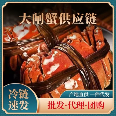 水产大闸蟹 水产现货海鲜螃蟹鲜活一件代发批发跨境批发现货鲜活