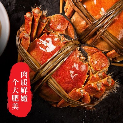水产大闸蟹 水产现货海鲜螃蟹鲜活一件代发批发跨境批发现货鲜活图4