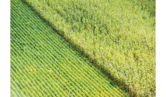 美国农业部：2024年玉米种植面积将减少5%，大豆种植面积将增加