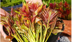 致富种植, 种植这些野菜利润都高, 市场需求量很大, 种植成本低!