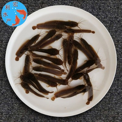 广州鱼苗场批发胡子鲶鱼苗 塘角鱼苗 胡子鲶滑鱼 本地胡子鲶鱼苗图3