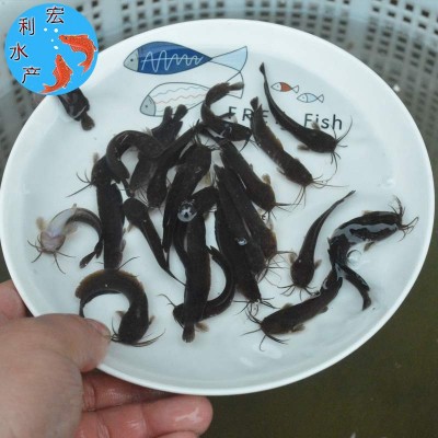 广州鱼苗场批发胡子鲶鱼苗 塘角鱼苗 胡子鲶滑鱼 本地胡子鲶鱼苗图4