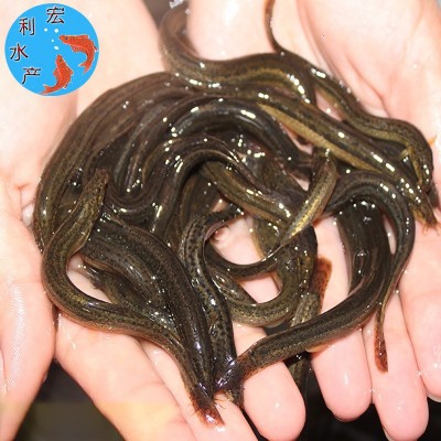 台湾泥鳅鱼苗 3-5厘米泥鳅苗 泥鳅水花苗 泥鳅苗 刺鳅鱼苗批发图2