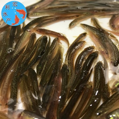 台湾泥鳅鱼苗 3-5厘米泥鳅苗 泥鳅水花苗 泥鳅苗 刺鳅鱼苗批发图3
