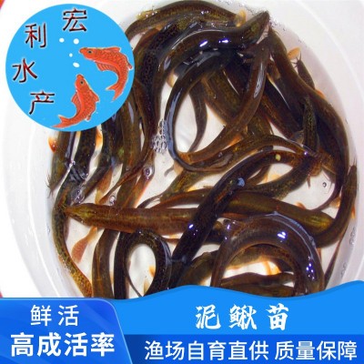 台湾泥鳅鱼苗 3-5厘米泥鳅苗 泥鳅水花苗 泥鳅苗 刺鳅鱼苗批发
