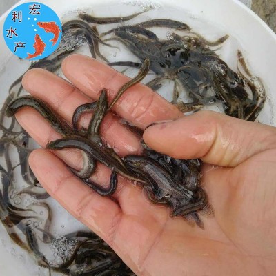 台湾泥鳅鱼苗 3-5厘米泥鳅苗 泥鳅水花苗 泥鳅苗 刺鳅鱼苗批发图4