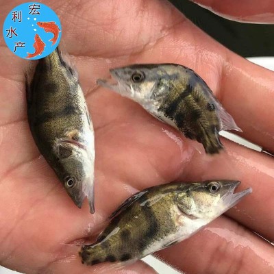广州水产养殖厂供应桂花鱼苗 鳜鱼苗 翘嘴桂花苗 桂鱼鱼苗图2