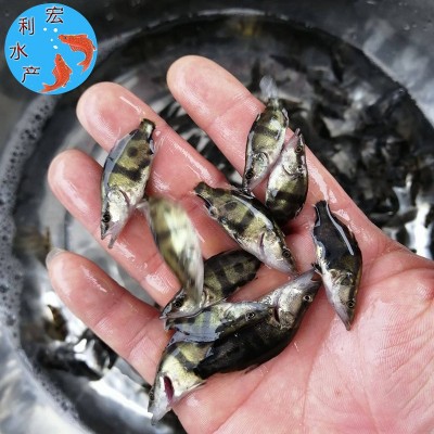 广州水产养殖厂供应桂花鱼苗 鳜鱼苗 翘嘴桂花苗 桂鱼鱼苗图3