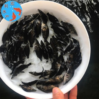 广州水产养殖厂供应桂花鱼苗 鳜鱼苗 翘嘴桂花苗 桂鱼鱼苗图4