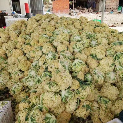 冷冻白花菜 速冻绿茎白菜花 团餐 速食酒店 大批量供货图2
