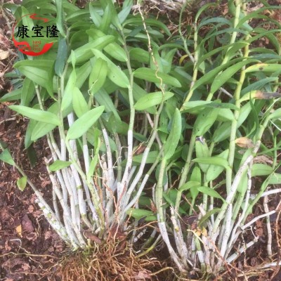 铁皮石斛三年苗雁荡山红杆软脚3年驯化苗盆栽基地批发新鲜采摘