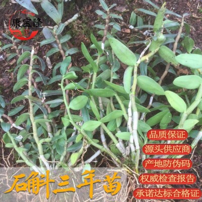 铁皮石斛三年苗雁荡山红杆软脚3年驯化苗盆栽基地批发新鲜采摘图2