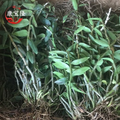 铁皮石斛三年苗雁荡山红杆软脚3年驯化苗盆栽基地批发新鲜采摘图4