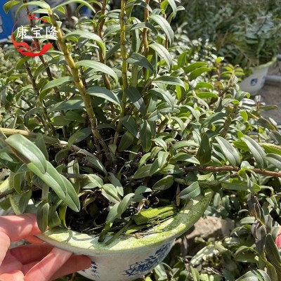 雁荡山二年铁皮石斛苗盆栽红杆软脚石斛苗室内枫斗苗盆栽包邮