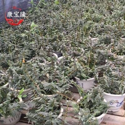 雁荡山二年铁皮石斛苗盆栽红杆软脚石斛苗室内枫斗苗盆栽包邮图3