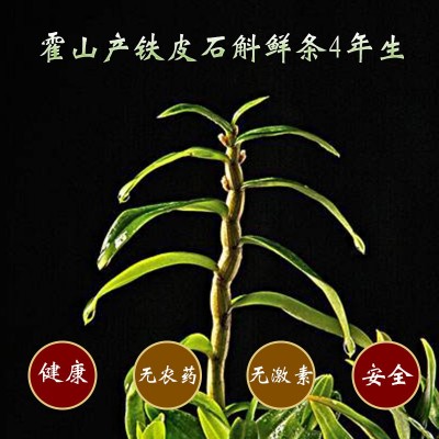 铁皮石斛鲜条新鲜五年生霍山石斛枫斗鲜条礼盒食用现摘现发