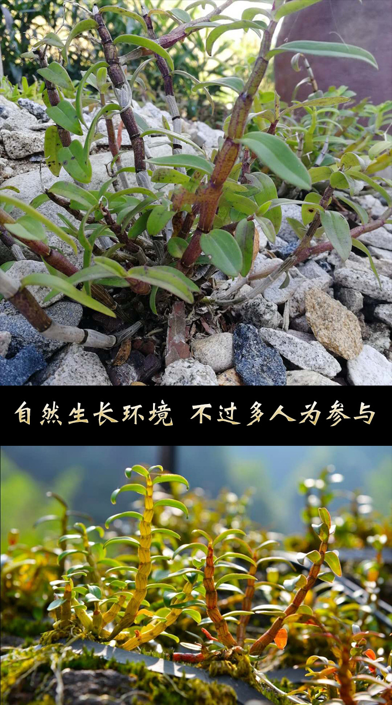 鲜条详情7