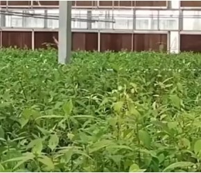 中药材种植全攻略：从品种选育到采收的五大要点