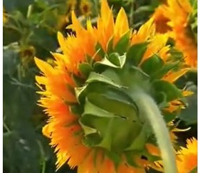 绿植知识：向日葵种植方法