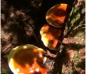 松露的人工种植，会形成一个新的产业吗？