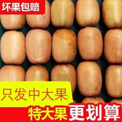 四川蒲江黄金奇异果黄心猕猴桃产地现摘现发新鲜孕妇水果图2