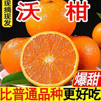 有机沃柑广西沃柑新鲜水果当季水果整箱桔子柑橘现摘包邮沃柑批发图1