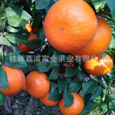 沃柑广西沃柑新鲜纯甜橘子时令水果桔子应季水果新鲜有机沃柑直供图2