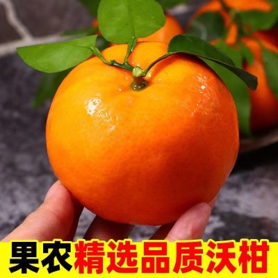 广西沃柑当季新鲜水果甜有机正宗精选沃柑现摘出口东南亚缅甸商超图1