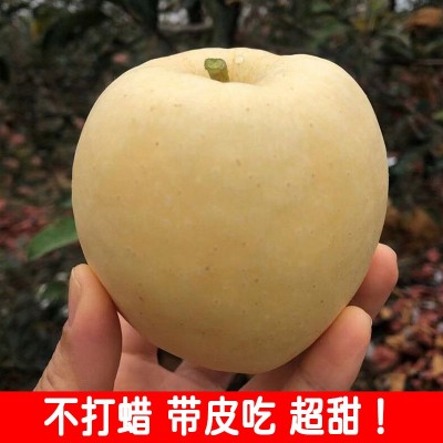 山东维纳斯黄金苹果新鲜水果当季整箱现摘奶油富士冰糖心丑苹果图4