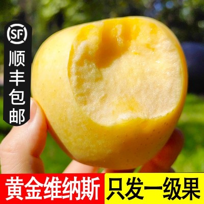 山东维纳斯黄金苹果新鲜水果当季整箱现摘奶油富士冰糖心丑苹果图2