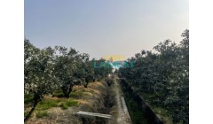 柑橘种植技术方案