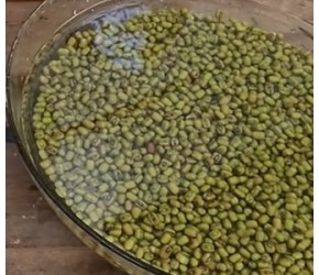 以后豆芽不用买，用塑料瓶就可以种出吃不完的豆芽