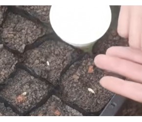 种菜基础#黄瓜育苗种植技巧