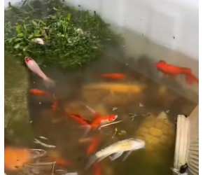鱼虾养殖