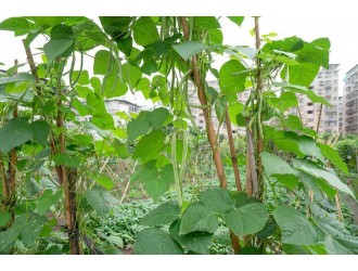 豆角种植时间和方法