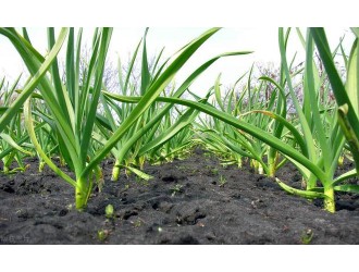 大蒜种植方法详细步骤