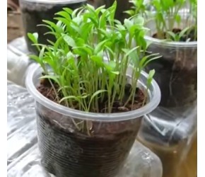 如果从种子开始“种香菜”，需要多少天才能收获？
